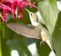 hummer