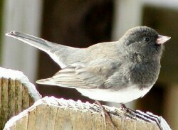 Junco