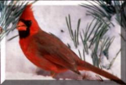 cardinal