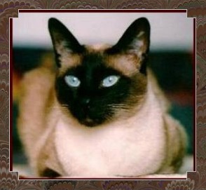 siamese cat