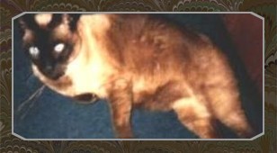 siamese cat