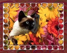 siamese-cat