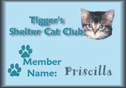 Tigger's Shelter Cat Club