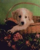 Dolly