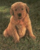 Cinnamon