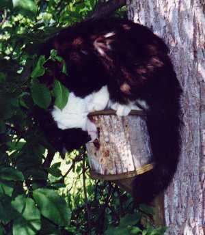 Are there any birds in there Goofy?