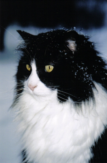 Goofy in the snow