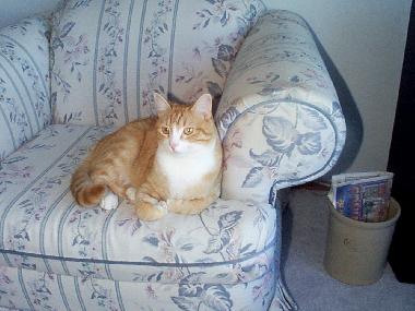 My kitty cousin Whiskers!
