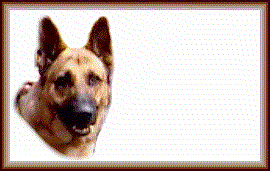 Odin Pet Page Excellence 
Award