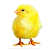 chick