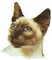 siamese kitty