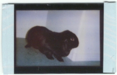 Midnite, female, Black French Lop, picture from Midnite, permission to use this picture from Jacqueline at Jacobeanlyn@aol.com