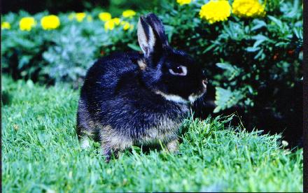Gizy, female, Otter Netherland Dwarf, born February 1999, owned by Becky Ellis