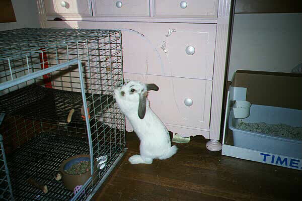 Tigger, 14 months old, Holland Lop, Permission to use from Lynn_OKeefe@SUTH.COM