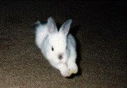 Little Bun, female, Netherland Dwarf/Holland Dwarf Mix with Californian markings, born October 19, 1998, owned by Jennifer Langston