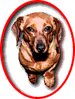 Wiener Dogs Homepage