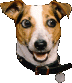 Pepedog Ring