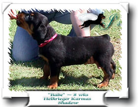 Babe at 8 weeks