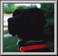 Harley