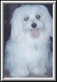 Tafi