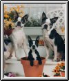 Taylor, Toby, Tuffy