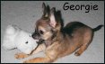 Georgie