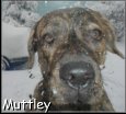 Muttley