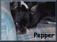Pepper