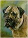  Mastiff