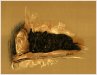 Little Black Dog