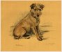 Little Brown Dog