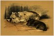 Bulldog and Terrier 