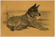 Cute Dog
