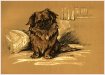 Peke