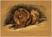Chow Chow