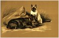 Boston and Siamese