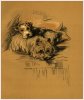 Terriers