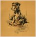 Terrier