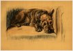 Terrier