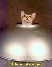 Spacecat!