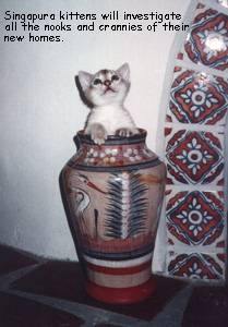Vasecat!