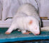 fuzzies023.jpg