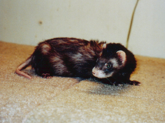 fuzzies040.jpg