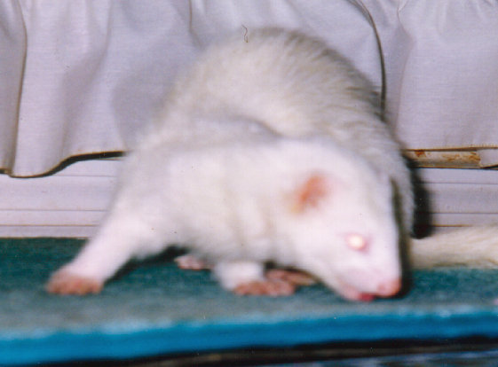 fuzzies042.jpg