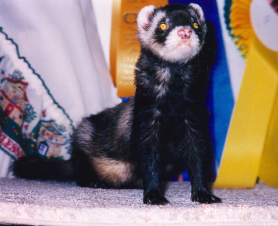 fuzzies044.jpg