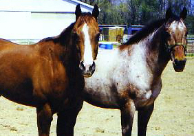 Manny and Gus posing for a picture