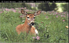 deer.gif (8726 bytes)