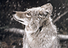 fox.gif (9672 bytes)