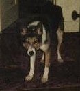 kelleyjo.jpg (3949 bytes)