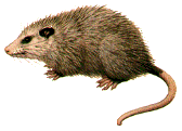 possum.gif (9088 bytes)